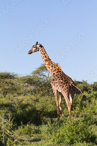 Fényképezés Very high maasai giraffe in the full growth