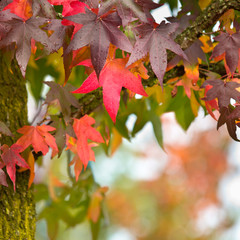 Poster - colorful Fall Concept