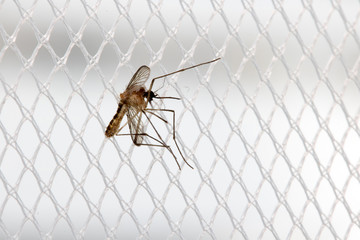 Mosquito sits on a curtain at a window. Mosquito net with mosquito.