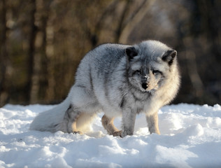 Arctic fox