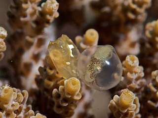 Wall Mural - Cuttlefish eggs  ready to hatch on coral