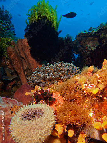 Plakat Rafa i kolorowe korale