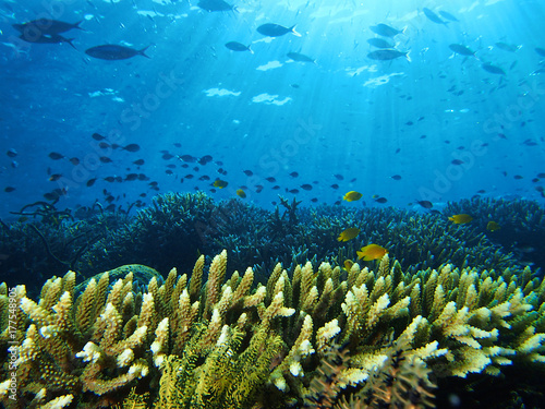 Zdjęcie XXL Żywy koral i ryby