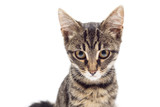 Fototapeta Koty - Beautiful striped kitten of gray isolated on white background. The cat is carefully posing for the camera. Place for text. Tiger color