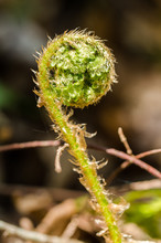 A Little Fern Starting To Open In A Forest