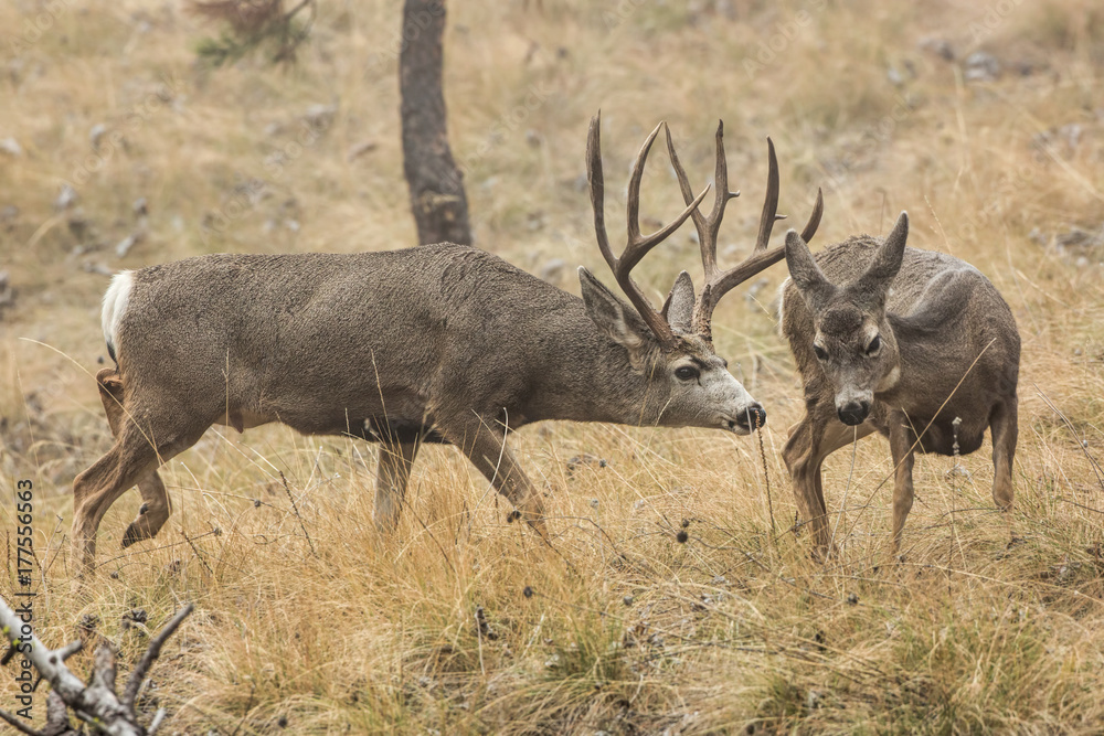 Mule Deer Buck and Doe During Rut-Foggy Morning Stock Photo | Adobe Stock