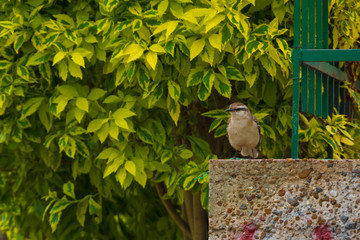 Bird and a green brackground 2