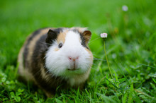 Guinea Pig Walks In The Fresh Air And Eating