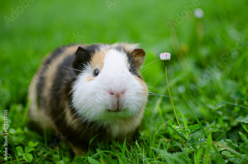 Cuadros en Lienzo guinea pig walks in the fresh air and eating