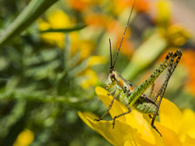 Beautiful Close Up Shot Of A Grasshopper Sit On A Wild Flower