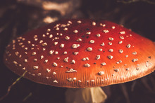 Fly Agaric In A Forest