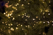 Christmas Lights In A Pine Tree