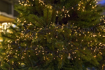 christmas lights in a pine tree