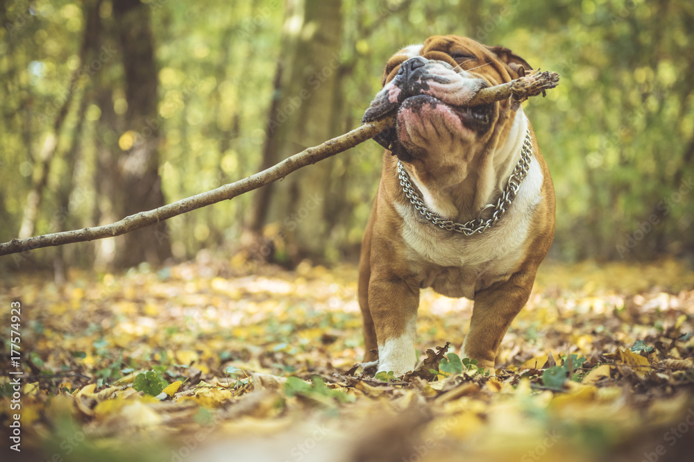 Portrait of funny English bulldog with wooden stick in the park,selective focus - obrazy, fototapety, plakaty 
