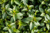 aromatic chocolate mint plants for botanic wallpaper, top view