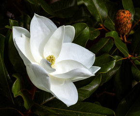 Wall Mural - magnolia flower and seed pod against a dark green background