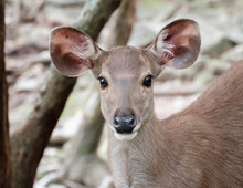 Close Up Head Of Deer