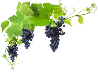 Canvas Print - vigne et grappes de raisin, fond blanc