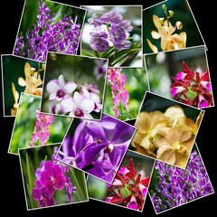 Wall Mural - Collage of various flowers in nature concept