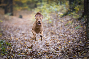 Wall Mural - Hungarian hound dog in autumn time