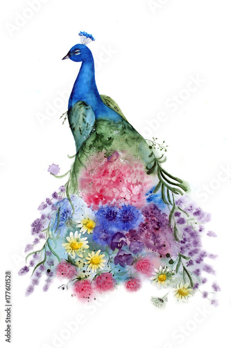 watercolor peacock