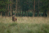 Fototapeta Tulipany - Red deer - Rutting season