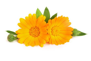 Calendula. Marigold flower with leaf isolated on white background