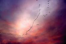 Geese In V-formation