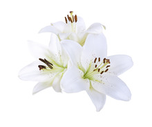Lily White Flowers