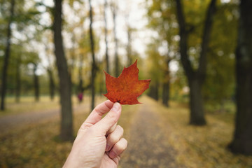 Wall Mural - pov man hand hold orange maple leaf while walking in alley
