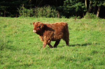 Highland cattle