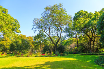 Wall Mural - park woods