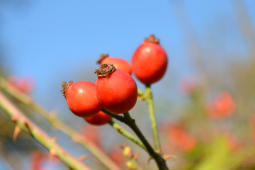 Wall Mural - ripe rosehip