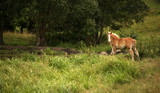 Fototapeta  - koń - brązowy źrebak na łące