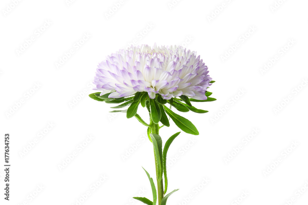 Beautiful chrysanthemum flower, isolated on white