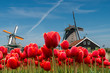 Dutch windmill over red tulips field in spring, Netherlands