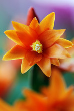 Orange Cactus Flower On Colorful Background, 