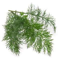  Close up shot of branch of fresh green dill herb leaves isolated on white background