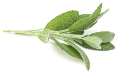 Wall Mural - Sage herb leaves  bouquet isolated on white background cutout.