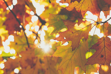 Wall Mural - Autumn leaves background in selective focus. Red, orange and yellow dry leaves.