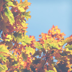 Wall Mural - Autumn leaves background in selective focus. Red, orange and yellow dry leaves.