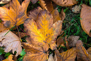 Wall Mural - Autumn leaves background in selective focus. Red, orange and yellow dry leaves.