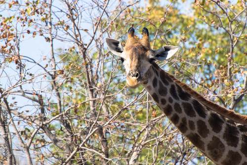 Zdjęcie XXL Żyrafa z Afryki Południowej