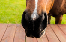 Closeup Of Snout And Brown Horse With White Star On Forehead Against Background Of Green Meadow