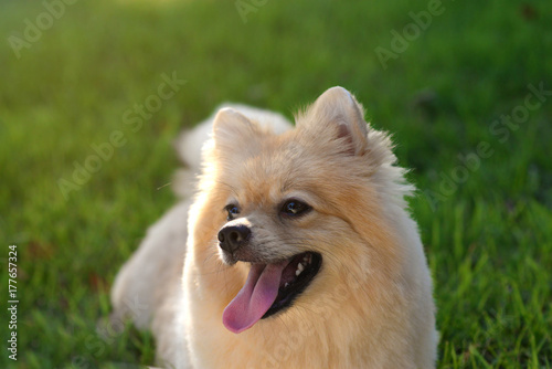 Droll Cute Pomeranian Dog Pictures
