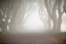 Dawn Fog, Among Trees Of Dark Hedges, North Ireland