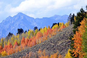 Wyoming fall colors