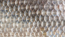 Texture Of Fish Scales Close-up