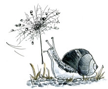 Snail Watercolor Illustration