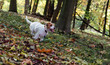 Szczeniak Jack Russell terrier w jesiennym parku, piękne rozmyte kolory.